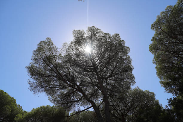 sunny pine forest of maritime pines, maremma, Tuscany