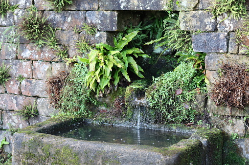 Water trickling from a spout into a stone trough in a garden