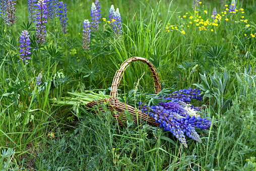Bouquet of meadow flowers in a basket on a background of juicy green grass, lupin, spring, botany, floristry, summer holidays, vacation, out of town