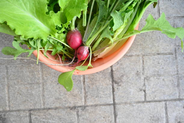 close-up of garden greens, lettuce leaves, radish, parsley, cilantro, parsley green feathers - herb garden coriander seed cilantro seed стоковые фото и изображения