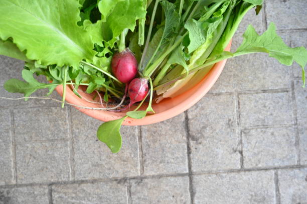 close-up of garden greens, lettuce leaves, radish, parsley, cilantro, parsley green feathers - herb garden coriander seed cilantro seed стоковые фото и изображения