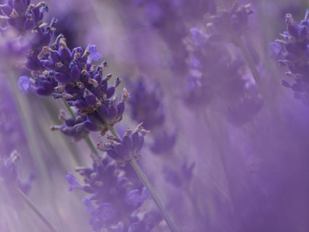 istock Lavender blossom macro photo 1934321351