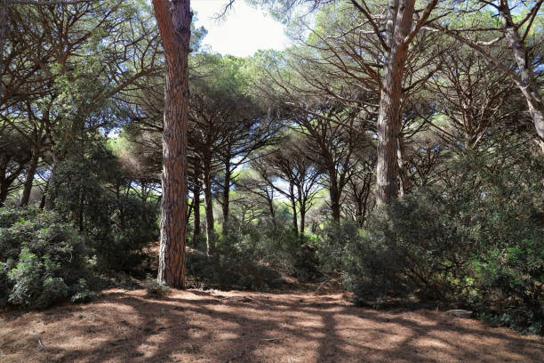 istock typical maritime pine forest in Tuscany - nature reserve 1934321905
