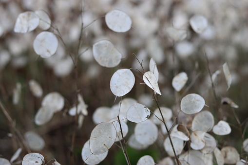 Close up of honesty silver-white seed pods in winter