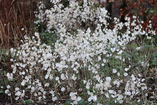 Masses of honesty silver-white seed pods in a winter garden