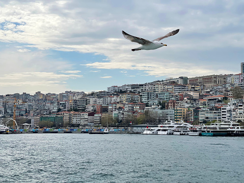 Seagull flying over the Bosphorus with Istanbul in the background in cloudy day, Turkey