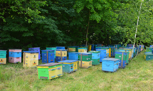 Colorful Wooden Beehives And Bees In Apiary Near Linden Forest in Ukraine. Beekeeping Or Apiculture Concept Of Countryside Business.