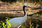 Red-crowned crane standing