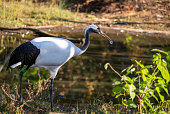 Red-crowned crane holding food in its mouth
