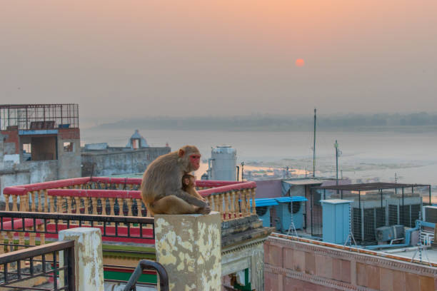 Monkey mother holding her baby at varanasi sunset.