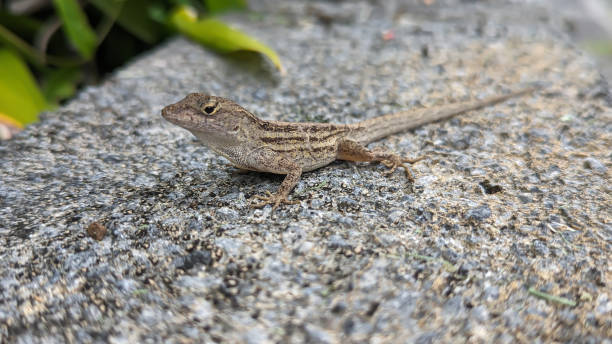 istock lizard on the fence 1934339361