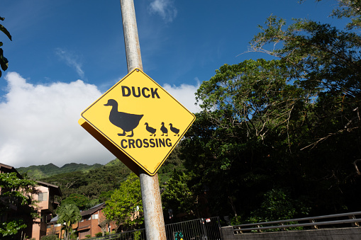 Duck crossing caution sign
