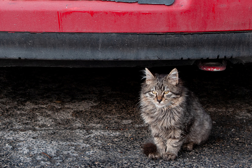Young, fluffy grey and black tiger stripe kitten takes shelter beneath the warm bumper of a dirty, red car.