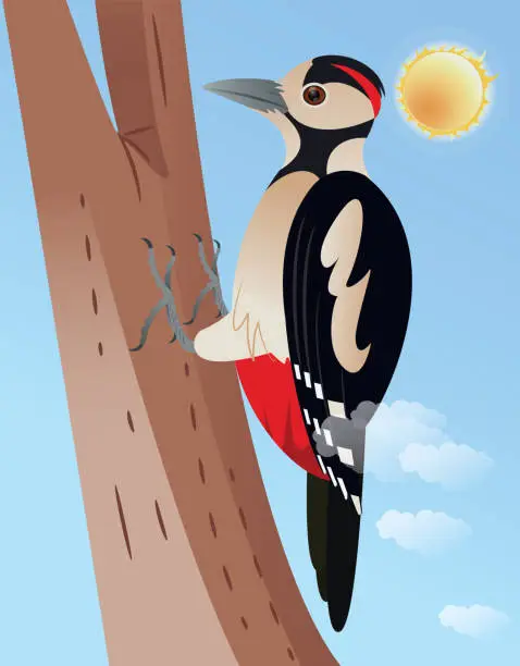 Vector illustration of Great spotted woodpecker Bird