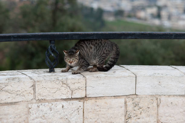 feral street cat arching its back as a defense mechanism to ward off a threat. - cat fight ストックフォトと画像