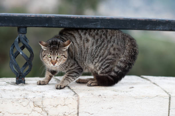 feral street cat arching its back as a defense mechanism to ward off a threat. - cat fight ストックフォトと画像