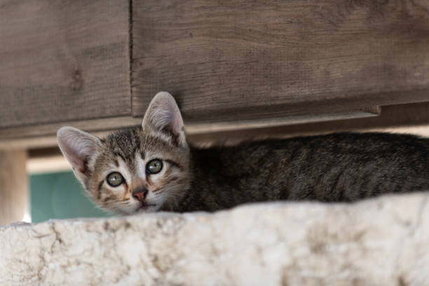 Tiny, grey, tiger stripe kitten finds shelter atop a stone wall beneath a wooden beam.