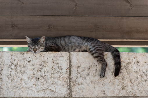 Adult, feral, Jerusalem street cat rests its head on a stone wall during an afternoon siesta.