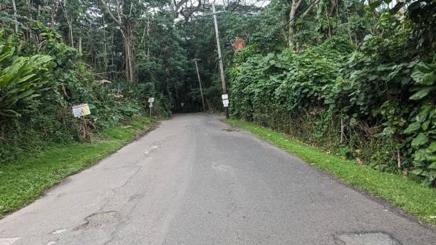 istock A road leading into the forest in Manoa, Hawaii 1934343237