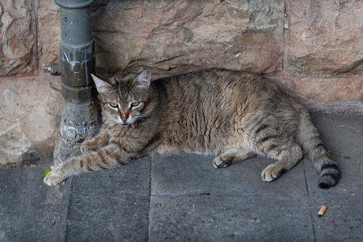 Feral Jerusalem street cat tongue hangin out, a sympton of Stomatitis, a painful disease that causes severe inflammation of the entire mouth.