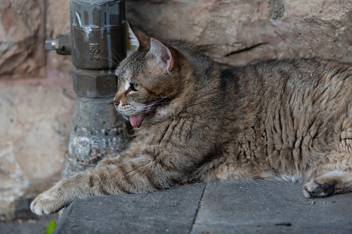 Feral Jerusalem street cat tongue hangin out, a sympton of Stomatitis, a painful disease that causes severe inflammation of the entire mouth.