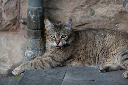 Feral Jerusalem street cat tongue hangin out, a sympton of Stomatitis, a painful disease that causes severe inflammation of the entire mouth.
