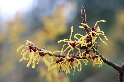 Close up of yellow hamamelis or witch hazel flowers in winter