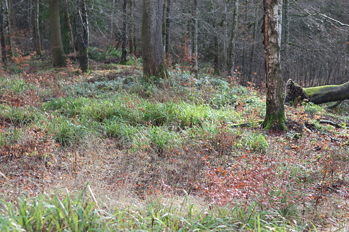Woodland undergrowth in winter sunshine