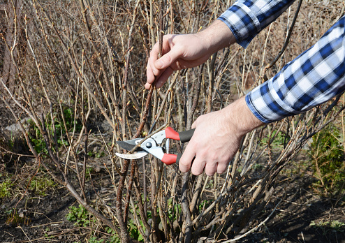 Gardener hands cutting blackcurrant bush with bypass secateurs in early spring.