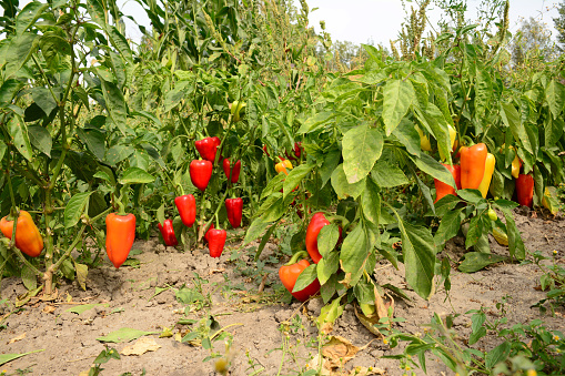 Planting, Growing and Harvesting Sweet Bell Pepper Plant