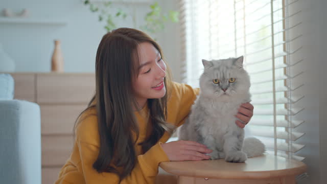 Happy young asian woman massages cute grey persian cat on couch in living room at home, Adorable domestic pet concept.