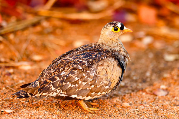 istock Double-banded Sandgrouse (Dubbelbandsandpatrys) in Kruger National Park 1934371115