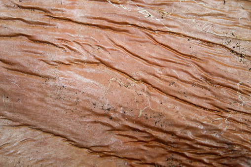 brown background texture on gnarled wood