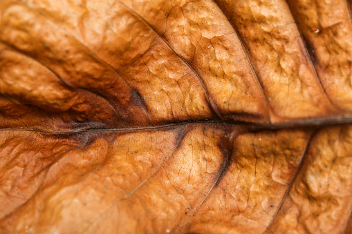 golden brown dry leaf pattern background