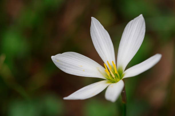 istock Single White Day-Lily Flower Close-up 1934395010