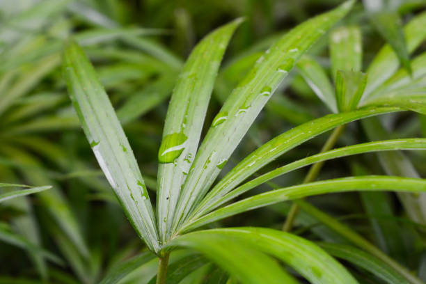 istock Close up view of palm leaves from the Palm tree background. Selective focus. 1934401541