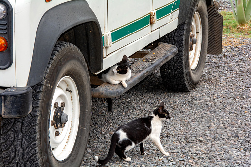 Two wild black and white street cats at a car on the Canary Island of Gran Canaria in Spain