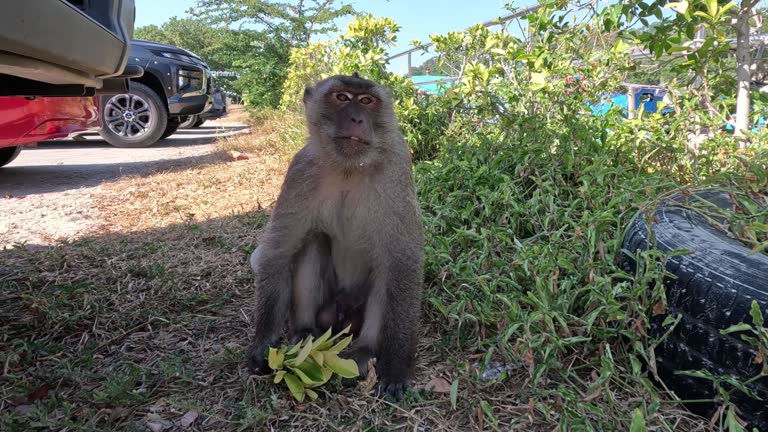 Monkey Foraging Under Vehicles