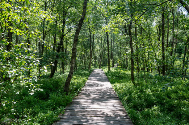 istock A Birch forest with wooden path in red bog 1934408939
