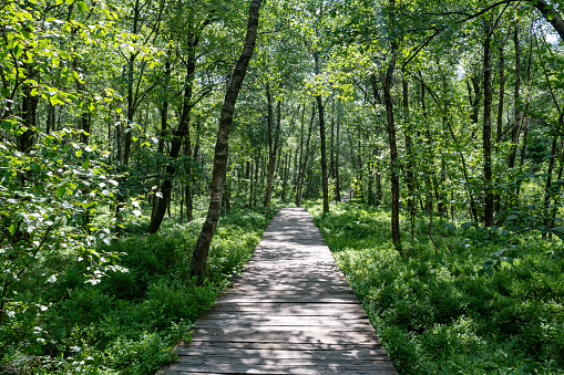 A Carpathian birch  ( Betula carpatica )  forest with wooden footbridge in the red moor in the high Rhön, Hesse, Germany