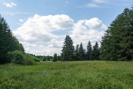 Trees and meadow with  blue sky in the high Rhoen, Bavaria, Germany