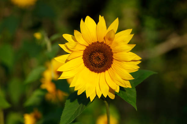 istock Sunflower, Flower, Blossom, Germany, Europe 1934417699