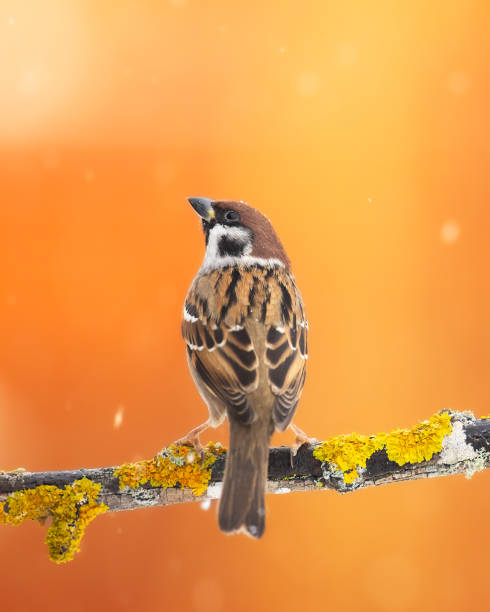 bird - tree sparrow passer montanus, winter time poland europe - tree sparrow стоковые фото и изображения
