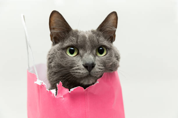 Fluffy beautiful gray cat sitting in a pink bag and looking into the frame with big cute eyes . Close-up portrait.  Romantic gift for valentine's day. High quality stock photo