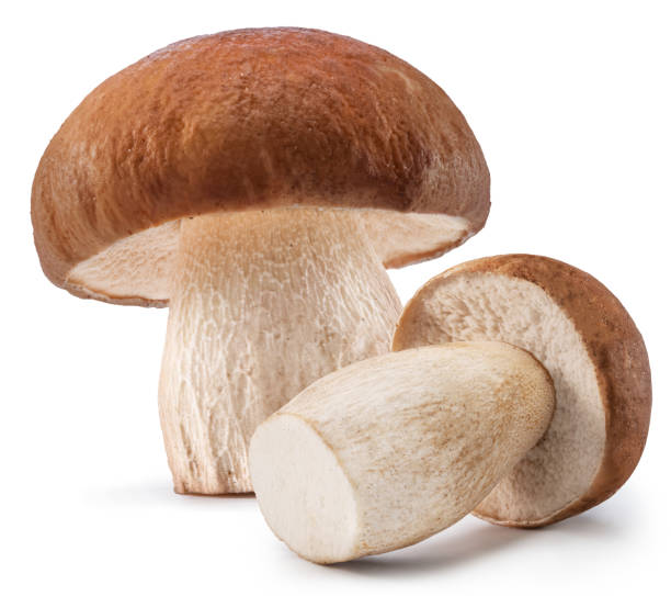istock Porcini mushrooms isolated on white background. File contains clipping path. 1934428337