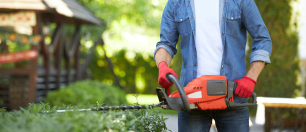 istock Anonymous handyman cutting hedge, using electric trimmer for shaping bushes at sunny day. 1934432576