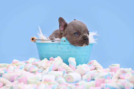 Cute small French Bulldog dog puppy in bucket on blue background with marshmallow sweets