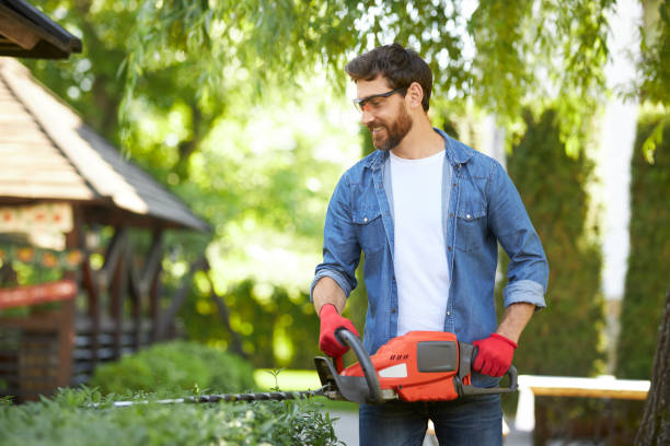 istock Professional male gardener with beard smiling, while trimming green shrub outside. 1934451615