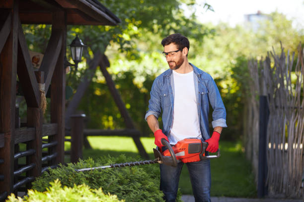 istock Professional landscaper cutting, pruning evergreen conifer bush with hedge trimmer in park. 1934456851