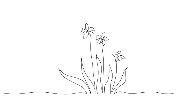 Vector illustration of Continuous line drawing of daffodils. Sketch of spring flowers. Botanical art in minimalist style. Beauty vector illustration in retro style.